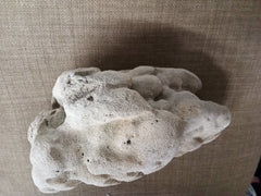 Real Authentic Unique Vintage Fossilized Coral Rock - Etsy