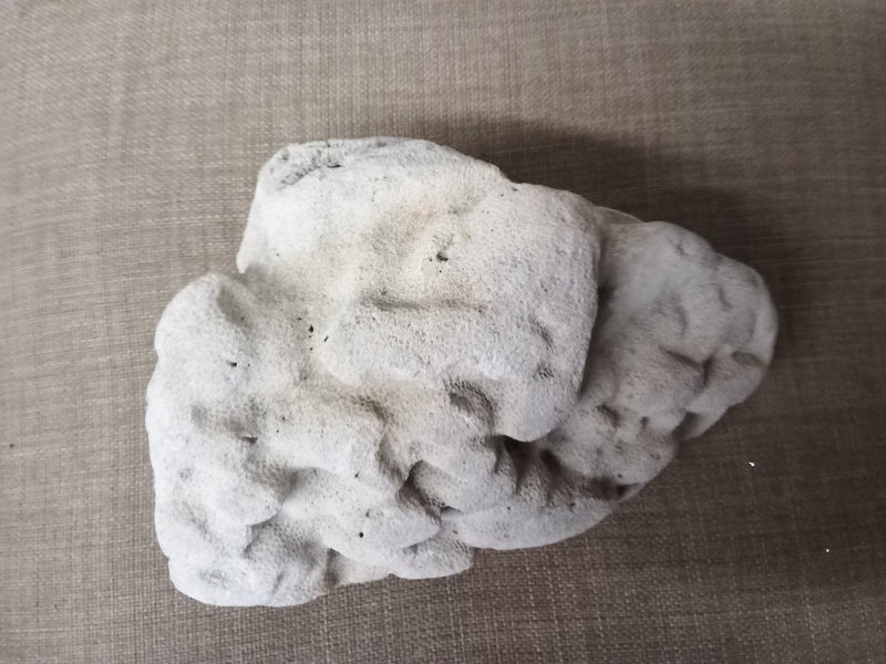 Real Authentic Unique Vintage Fossilized Coral Rock - Etsy