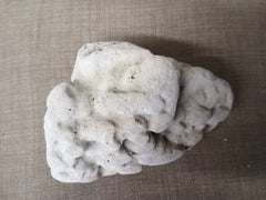 Real Authentic Unique Vintage Fossilized Coral Rock - Etsy
