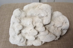 Real Authentic Unique Vintage Fossilized Coral Rock - Etsy