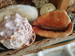 Red Bullmouth Helmet Cameo Cassis Rufia Shells - Loving Coastal Living