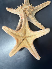 Red Horned Knobby Starfish - StarfishLoving Coastal Living