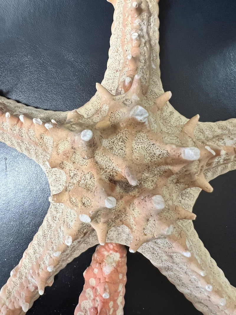 Red Horned Knobby Starfish - StarfishLoving Coastal Living