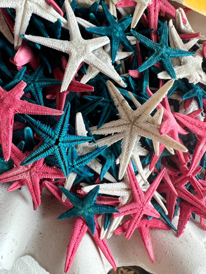 Red, White, & Blue Flat Starfish - ShellsLoving Coastal Living