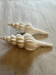 Ridged Spindle - ShellsLoving Coastal Living