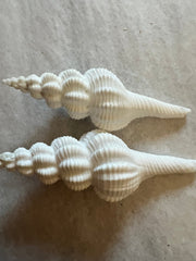 Ridged Spindle - ShellsLoving Coastal Living