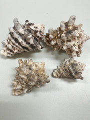 Rock Murex Shells Vasum Cornigerum - ShellsLoving Coastal Living