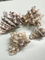 Rock Murex Shells Vasum Cornigerum - ShellsLoving Coastal Living