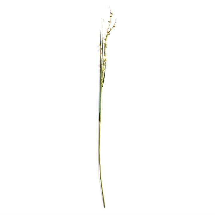 Scotch Grass Stem - 48" - Accent DecorNapa Home & Garden