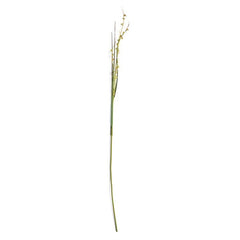 Scotch Grass Stem - 48