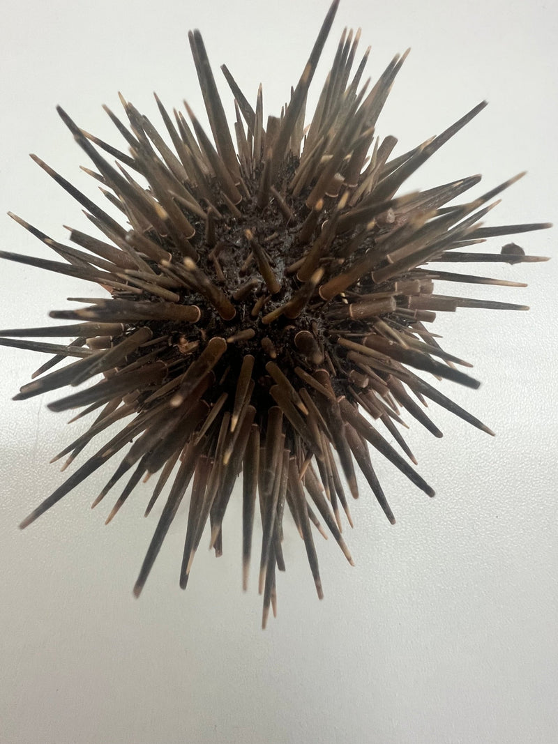 Sea Urchin With Spines - ShellsLoving Coastal Living