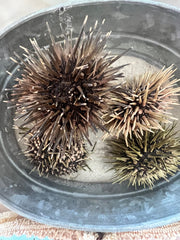 Sea Urchin With Spines - ShellsLoving Coastal Living