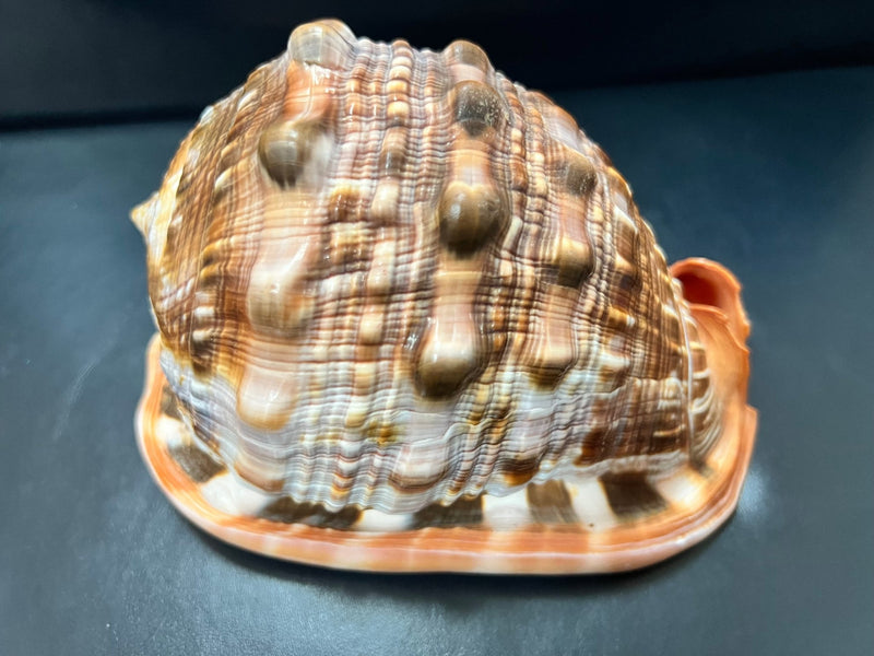 Select Bullmouth Cameo Helmets 5 - 6"+ - ShellsLoving Coastal Living