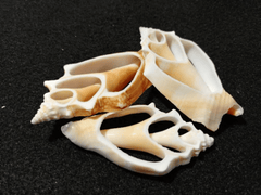 Sliced Cut Fighting Conch Shells - ShellsLoving Coastal Living