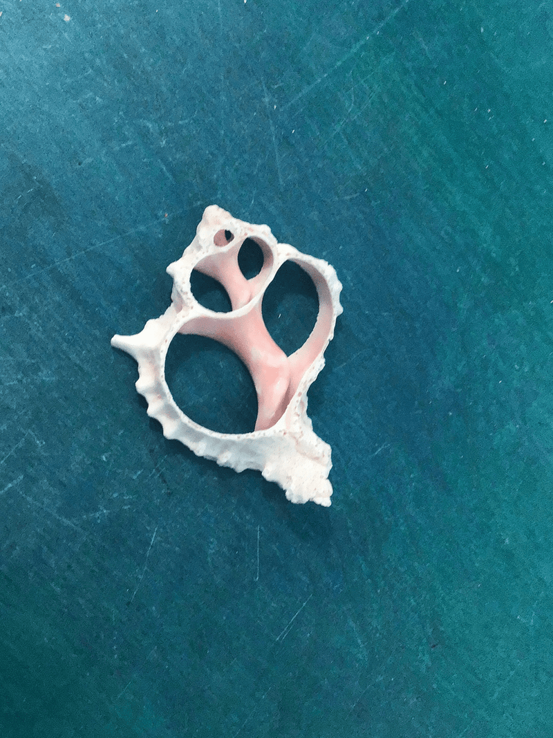 Sliced Cut Pink Murex - Loving Coastal Living