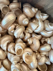 Small Pearl Jade Turbo - ShellsLoving Coastal Living