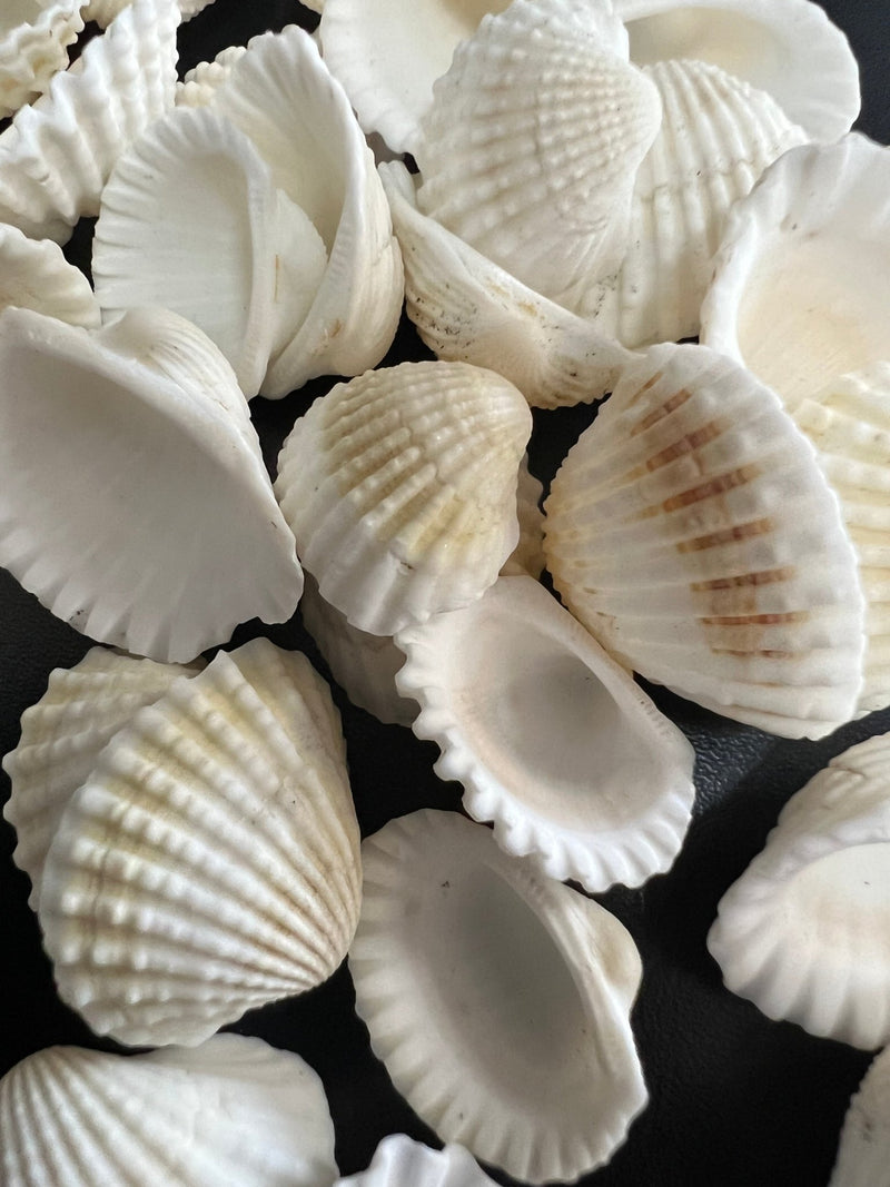 Small White Cockle Shell - ShellsLoving Coastal Living