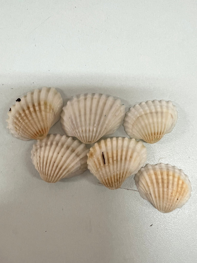 Small White Cockle Shell - ShellsLoving Coastal Living