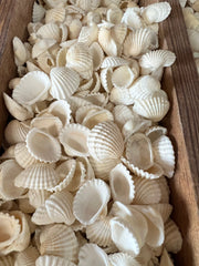 Small White Cockle Shell - ShellsLoving Coastal Living