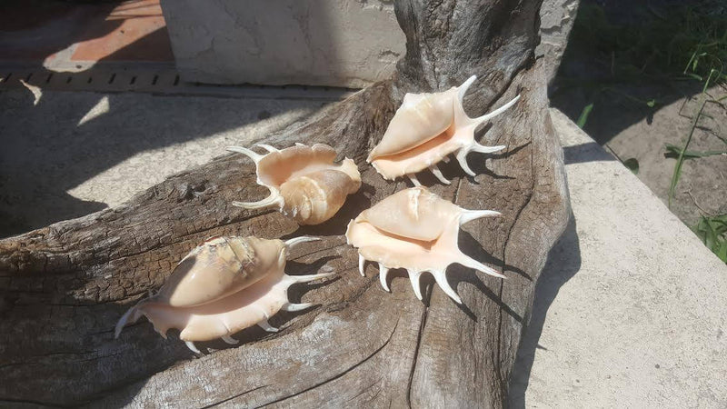 Spider Conch Shell - Lambis Lambis - ShellsLoving Coastal Living