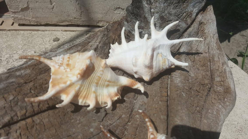 Spider Conch Shell - Lambis Lambis - ShellsLoving Coastal Living