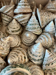 Spiral Cut Green Trochus - ShellsLoving Coastal Living