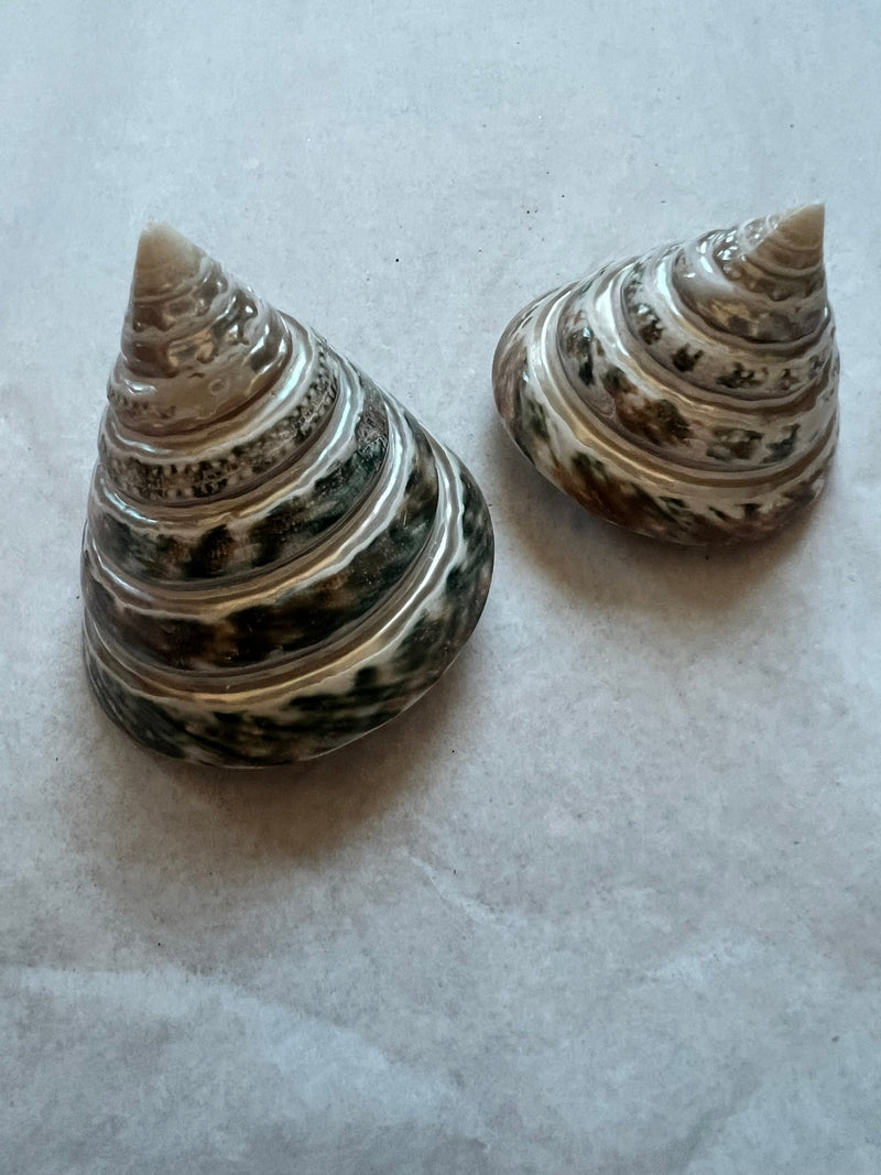 Spiral Cut Green Trochus - ShellsLoving Coastal Living