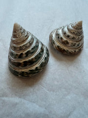Spiral Cut Green Trochus - ShellsLoving Coastal Living