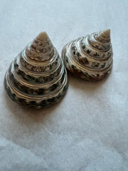Spiral Cut Green Trochus - ShellsLoving Coastal Living