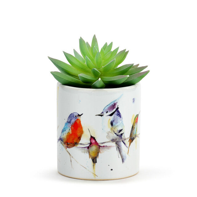 Succulent with Planter - Six Styles