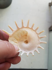 Stellaria Solarius - Sun Carrier (Xenophora) - ShellsLoving Coastal Living