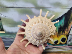 Stellaria Solarius - Sun Carrier (Xenophora) - ShellsLoving Coastal Living