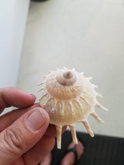 Stellaria Solarius - Sun Carrier (Xenophora) - ShellsLoving Coastal Living