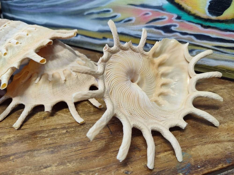 Stellaria Solarius - Sun Carrier (Xenophora) - ShellsLoving Coastal Living