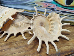 Stellaria Solarius - Sun Carrier (Xenophora) - ShellsLoving Coastal Living