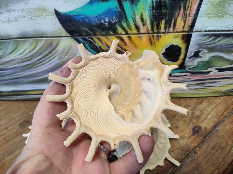 Stellaria Solarius - Sun Carrier (Xenophora) - ShellsLoving Coastal Living