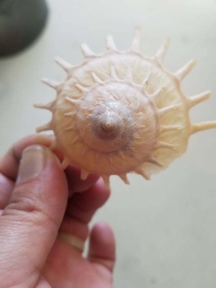 Stellaria Solarius - Sun Carrier (Xenophora) - ShellsLoving Coastal Living