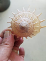 Stellaria Solarius - Sun Carrier (Xenophora) - ShellsLoving Coastal Living