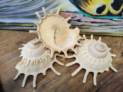 Stellaria Solarius - Sun Carrier (Xenophora) - ShellsLoving Coastal Living