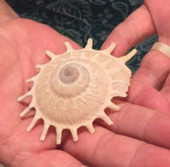 Stellaria Solarius - Sun Carrier (Xenophora) - ShellsLoving Coastal Living