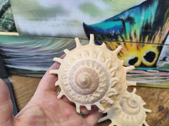 Stellaria Solarius - Sun Carrier (Xenophora) - ShellsLoving Coastal Living