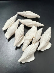 Strombus Vittatus - ShellsLoving Coastal Living