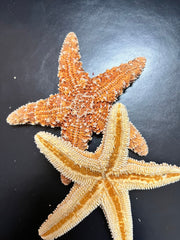 Sugar Starfish - StarfishLoving Coastal Living