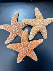 Sugar Starfish - StarfishLoving Coastal Living