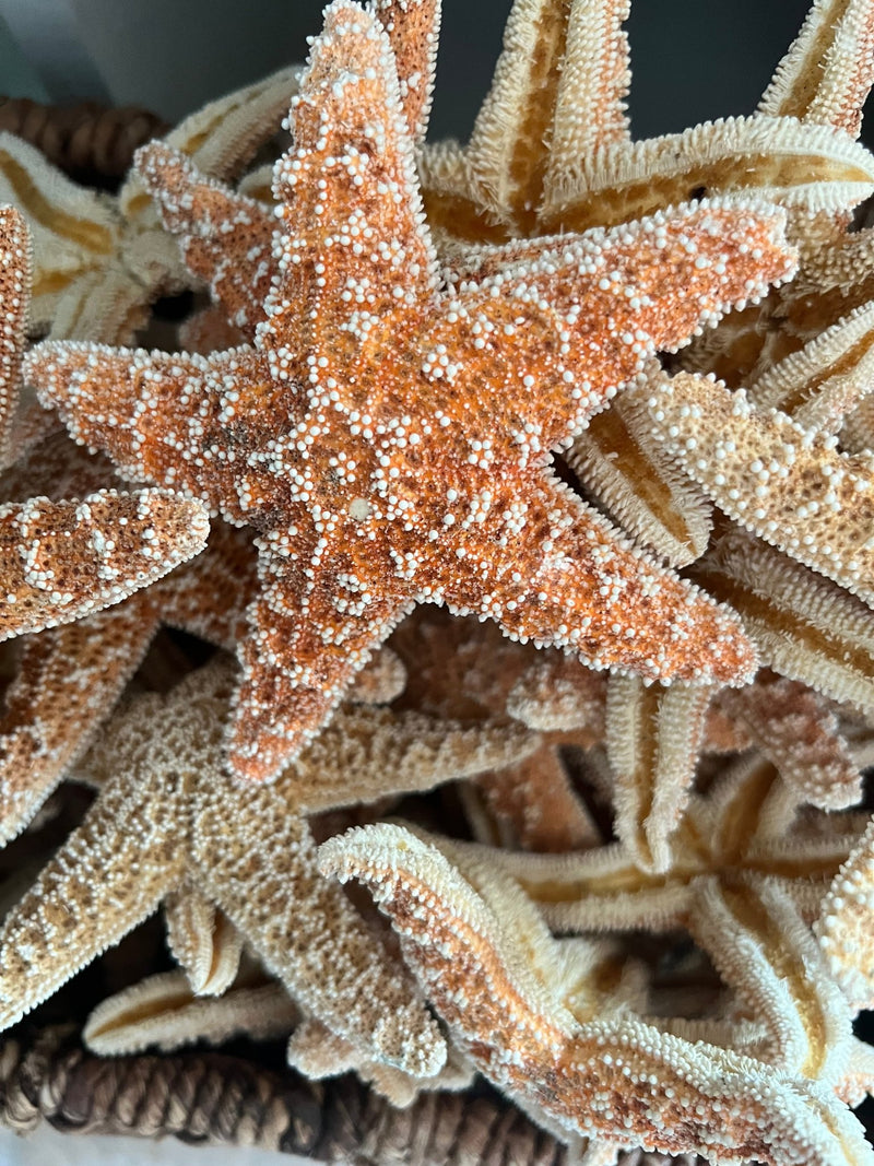 Sugar Starfish - StarfishLoving Coastal Living