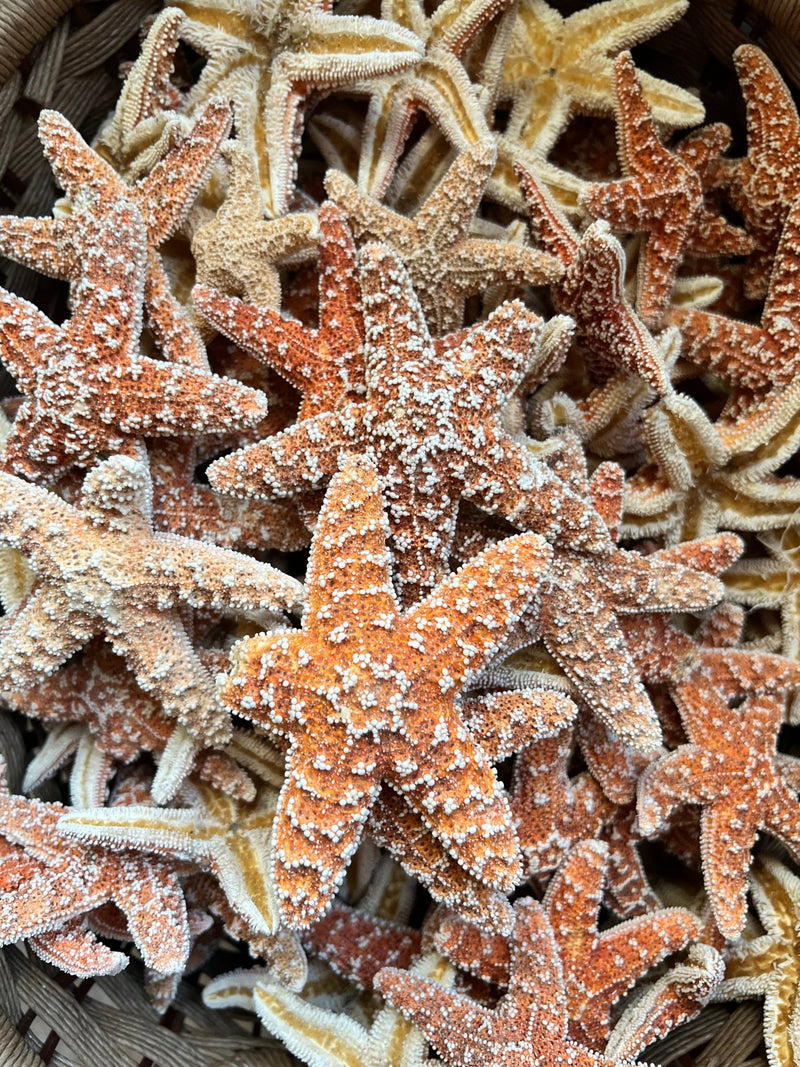 Sugar Starfish - StarfishLoving Coastal Living