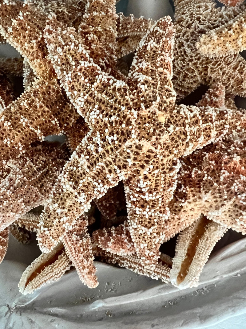 Sugar Starfish - StarfishLoving Coastal Living