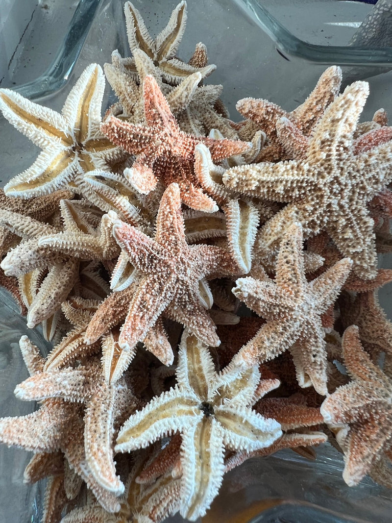 Sugar Starfish - StarfishLoving Coastal Living