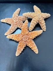 Sugar Starfish - StarfishLoving Coastal Living