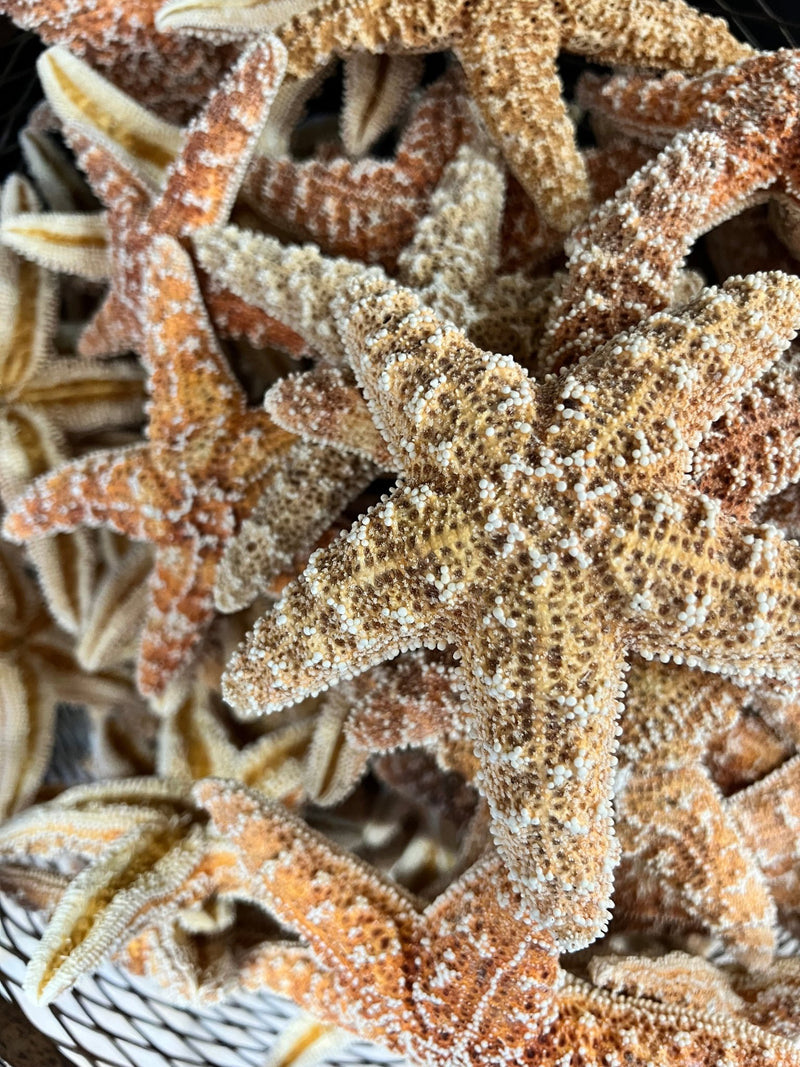 Sugar Starfish - StarfishLoving Coastal Living